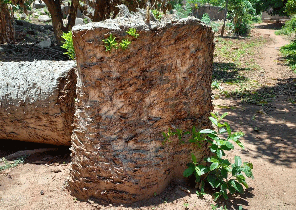  População de Cachinque em pé de guerra contra imbondeiros