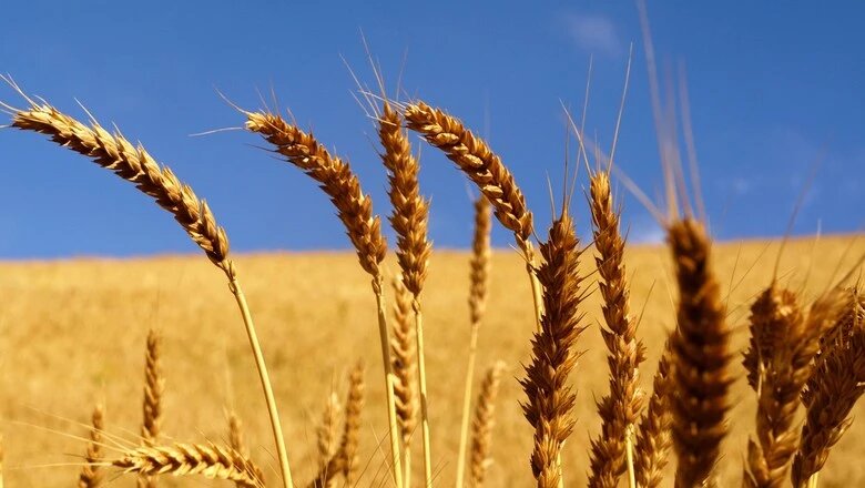  Zimbabwe regista recorde histórico na produção de trigo