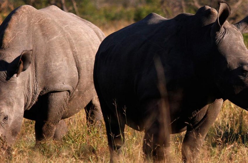  Moçambicano detido pela quarta vez consecutiva em conexão com caça furtiva de rinocerontes na vizinha África do Sul