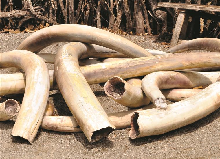  Autoridades moçambicanas detêm oito suspeitos de exportação ilegal de marfim