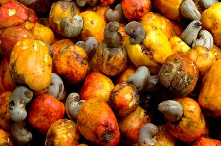 Moçambique vai injectar 374 milhões de dólares eua para incrementar a produção de caju