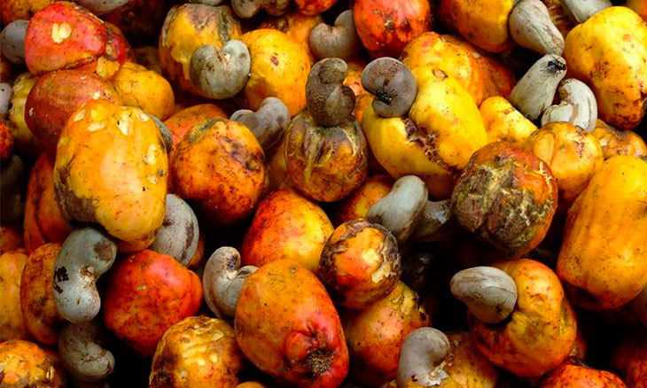  Preço de castanha de caju mantém-se em 45 meticais ao produtor na presente campanha agrícola