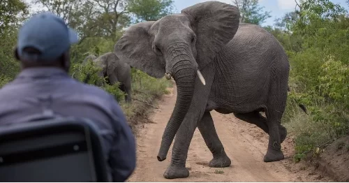  Biofund preocupada em mitigar conflito entre homem e fauna bravia