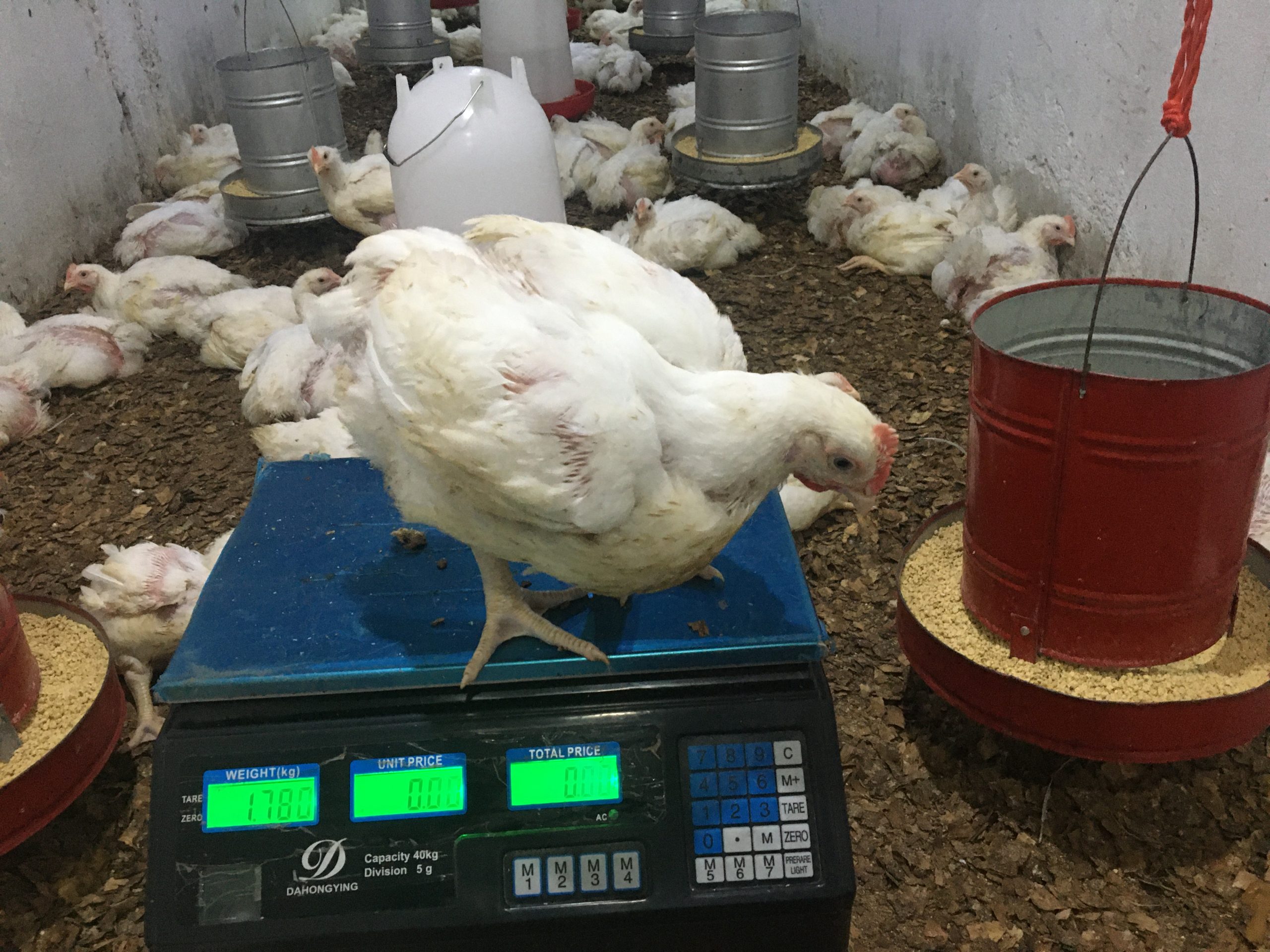 Estudo sugere uso de antirretrovirais como “vitamina” na produção de frangos em Tete