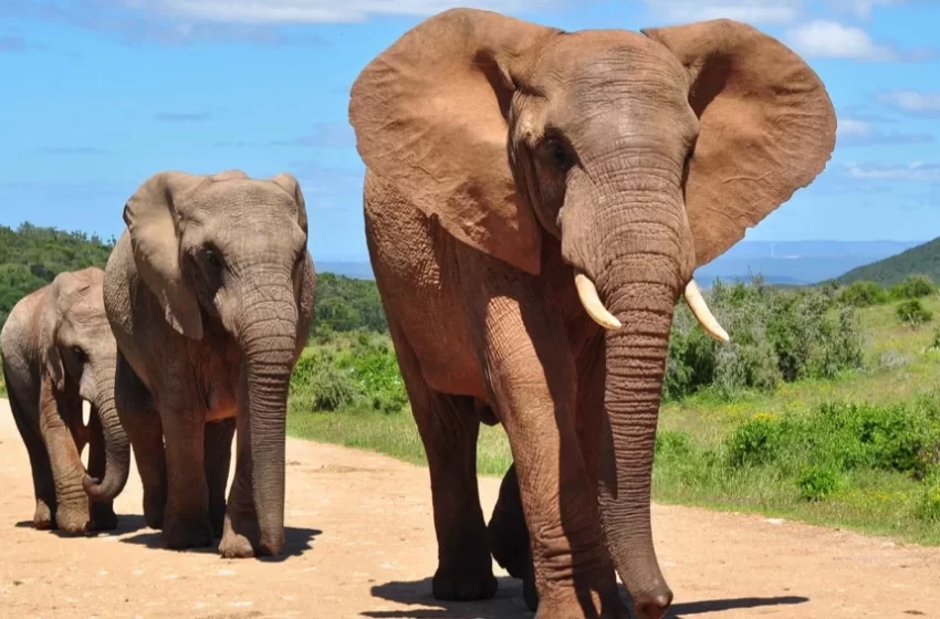  Um moçambicano morto e um outro detido na reserva sul-africana de Kruger