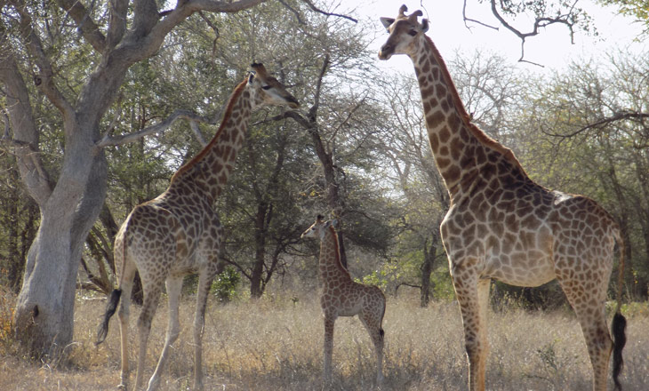 Debates em curso na África do Sul sobre mudança do nome do Parque Nacional Kruger